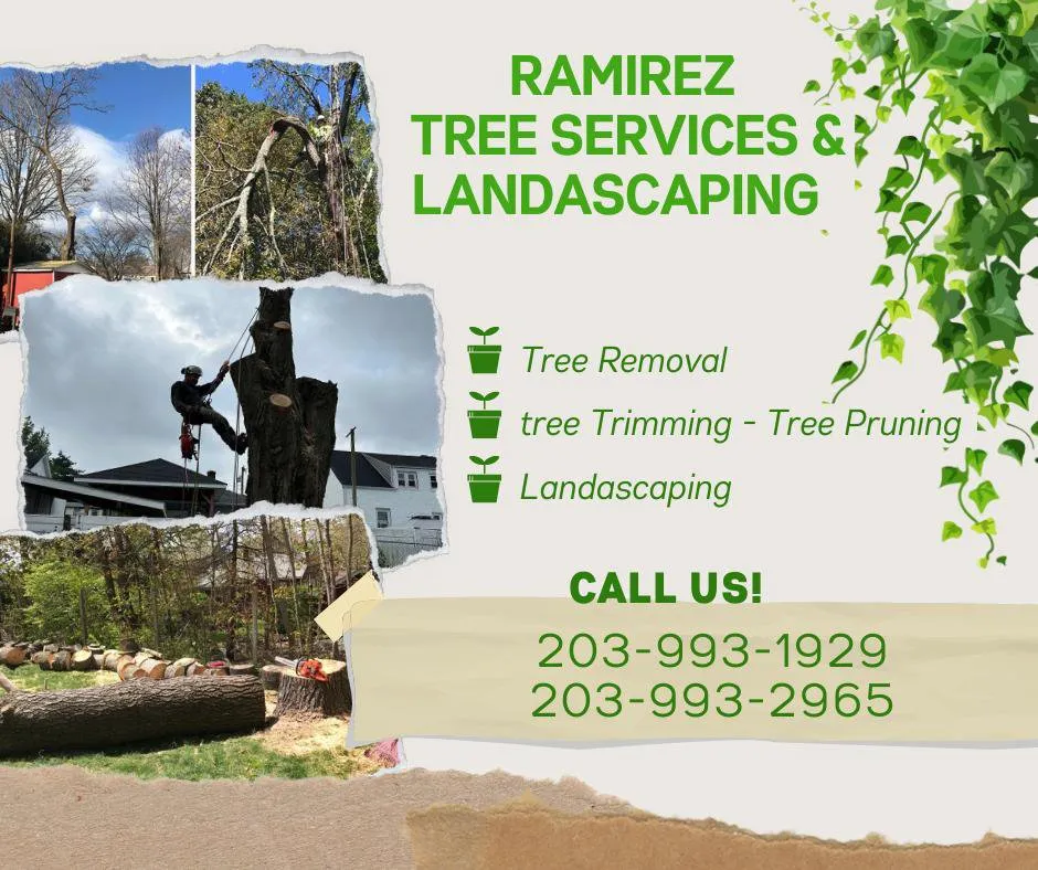 Top-rated yard maintenance experts serving Bridgeport, CT - Ramirez Tree Services