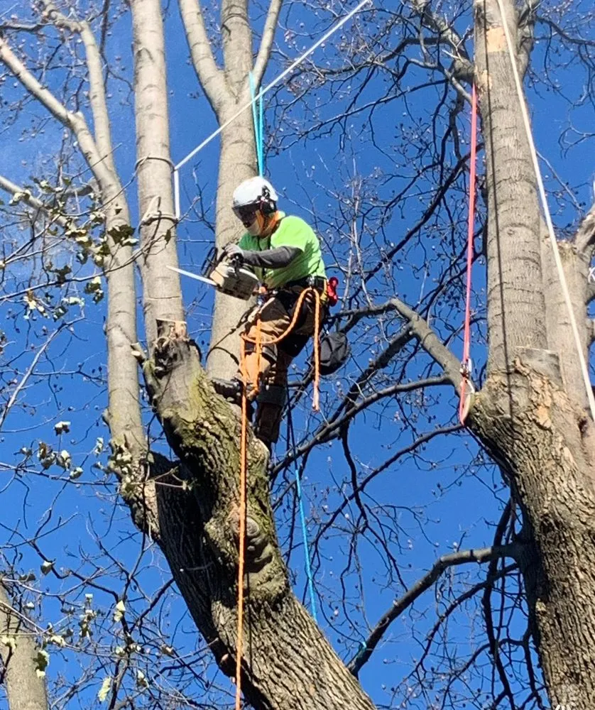 Local yard maintenance experts serving Bridgeport, CT - Ramirez Tree Services