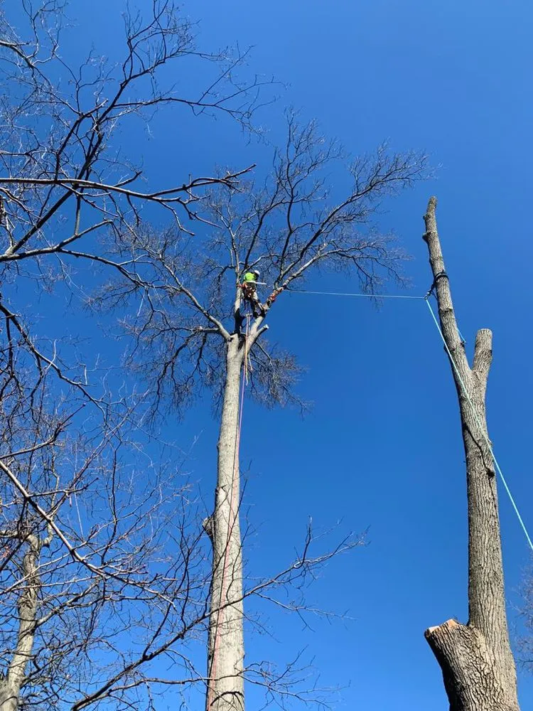Professional garden landscaping for year-round maintenance in Bridgeport, CT by Ramirez Tree Services