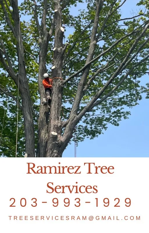 Local lawn mowing service for residential properties in Bridgeport, CT by Ramirez Tree Services