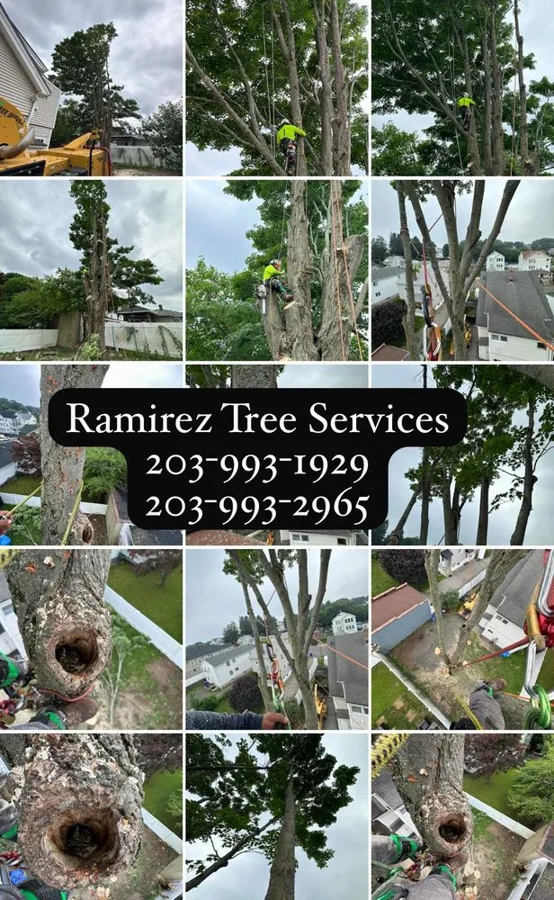 Custom lawn mowing service for year-round maintenance in Bridgeport, CT by Ramirez Tree Services