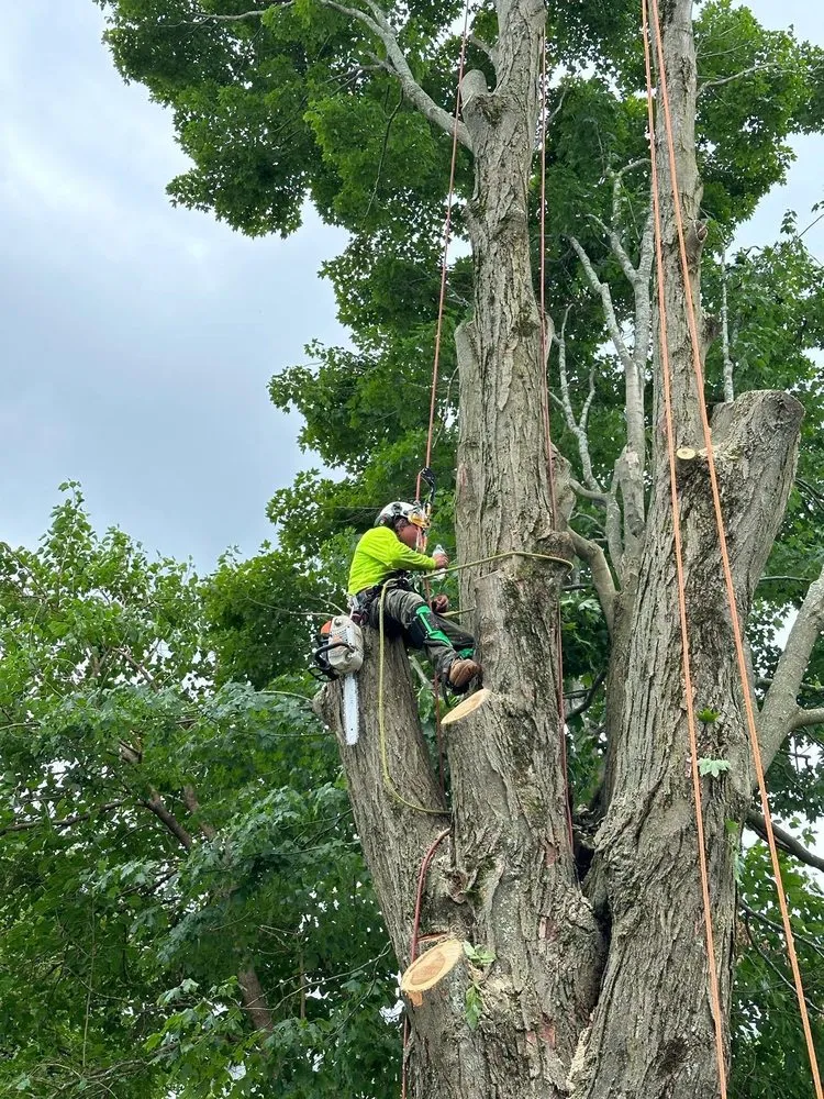 Professional landscape design for year-round maintenance in Bridgeport, CT by Ramirez Tree Services