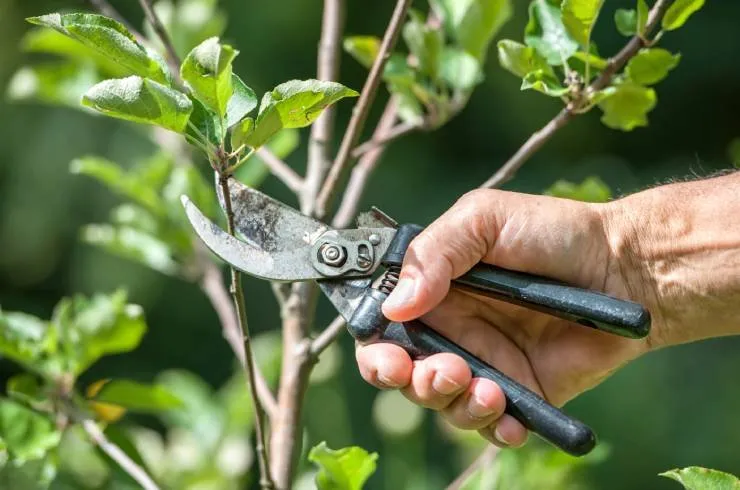 Professional lawn care service in El Paso, TX - Ramiro Landscaping Services