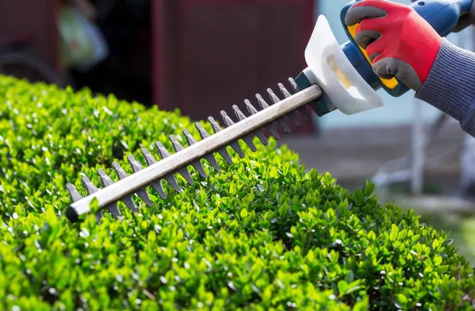 Reliable yard maintenance for year-round maintenance in El Paso, TX by Ramiro Landscaping Services