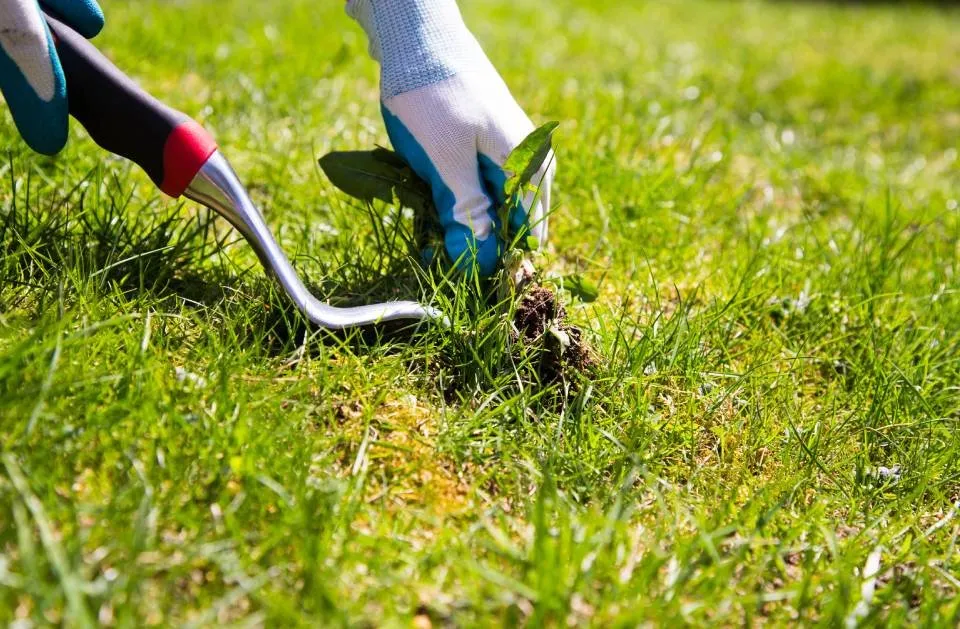 Top-rated lawn mowing service in El Paso, TX by Ramiro Landscaping Services