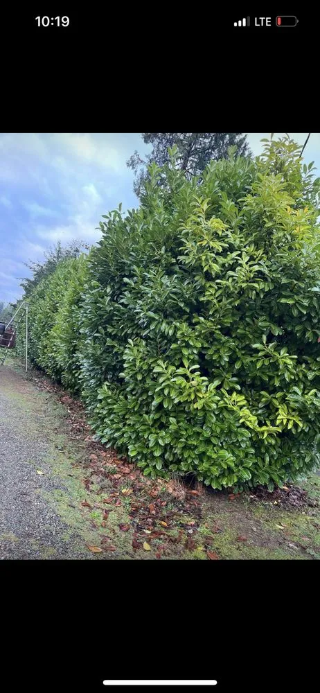 Professional lawn mowing service experts serving Bremerton, WA - Ramiro Matías Lorenzo Landscaping