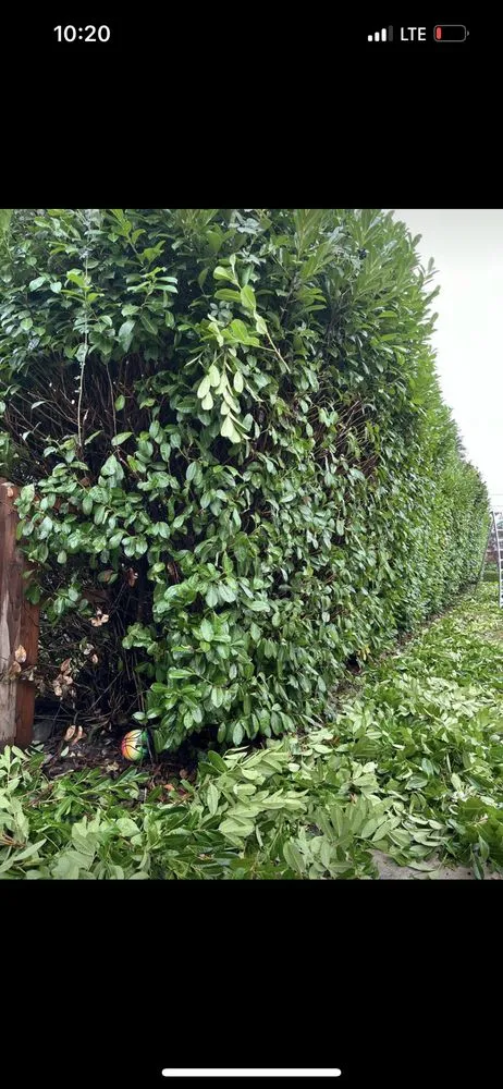 Expert lawn care service in Bremerton, WA - Ramiro Matías Lorenzo Landscaping