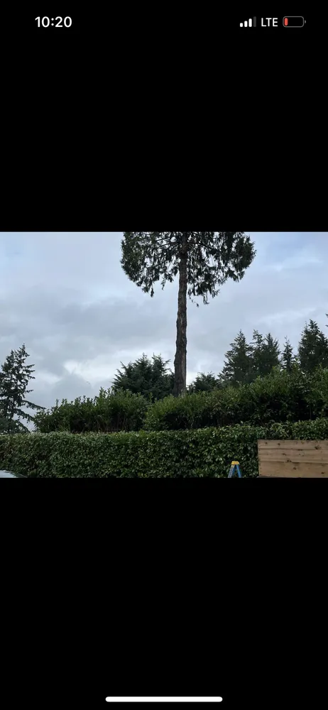 Top-rated yard cleanup service for homes across Bremerton, WA - Ramiro Matías Lorenzo Landscaping