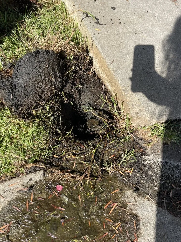 Expert yard maintenance in Los Angeles, CA by Ramiro Nunez Landscaping & Maintenance