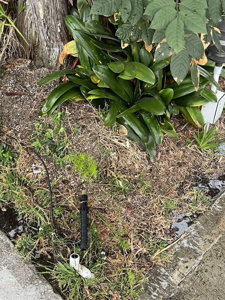 Custom yard maintenance for residential properties in Los Angeles, CA by Ramiro Nunez Landscaping & Maintenance