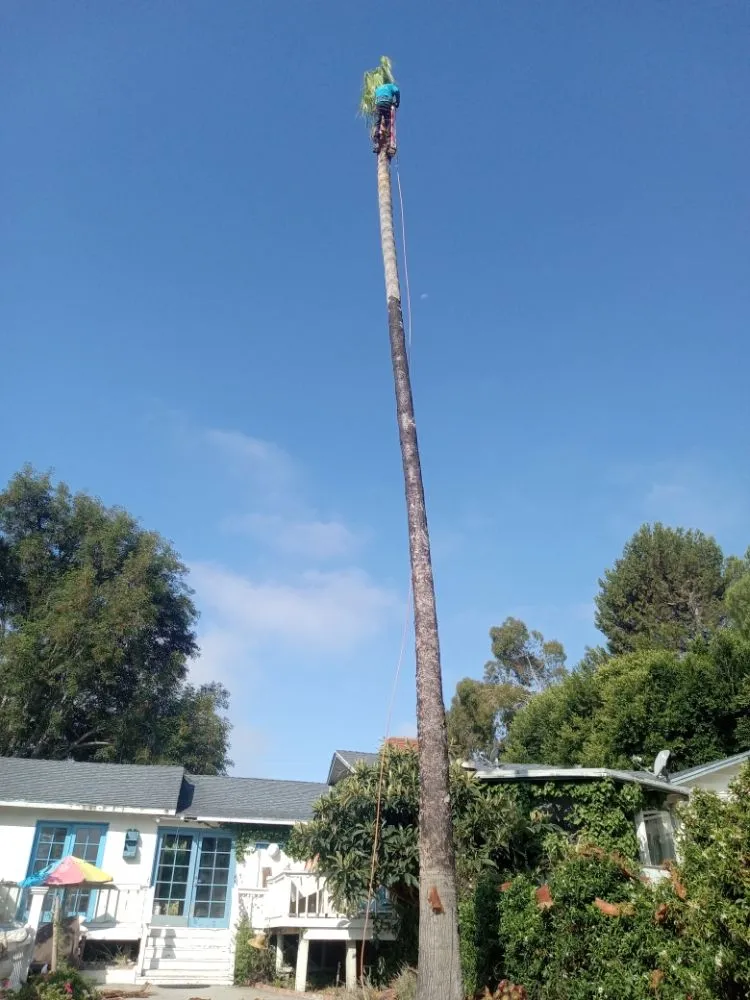 Reliable yard cleanup service in Canoga Park, CA - Ramiro's Tree Service