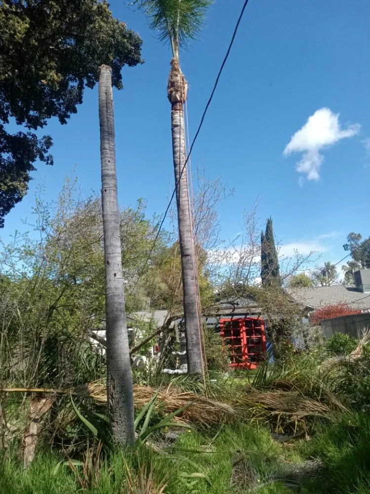 Local landscape installation in Canoga Park, CA by Ramiro's Tree Service