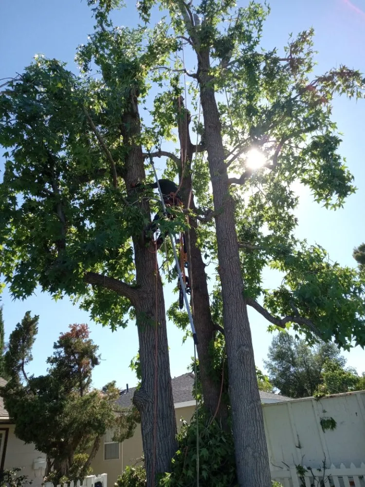 Trusted residential landscaping in Canoga Park, CA - Ramiro's Tree Service