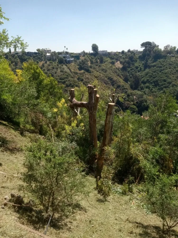 Top-rated yard cleanup service experts serving Canoga Park, CA - Ramiro's Tree Service