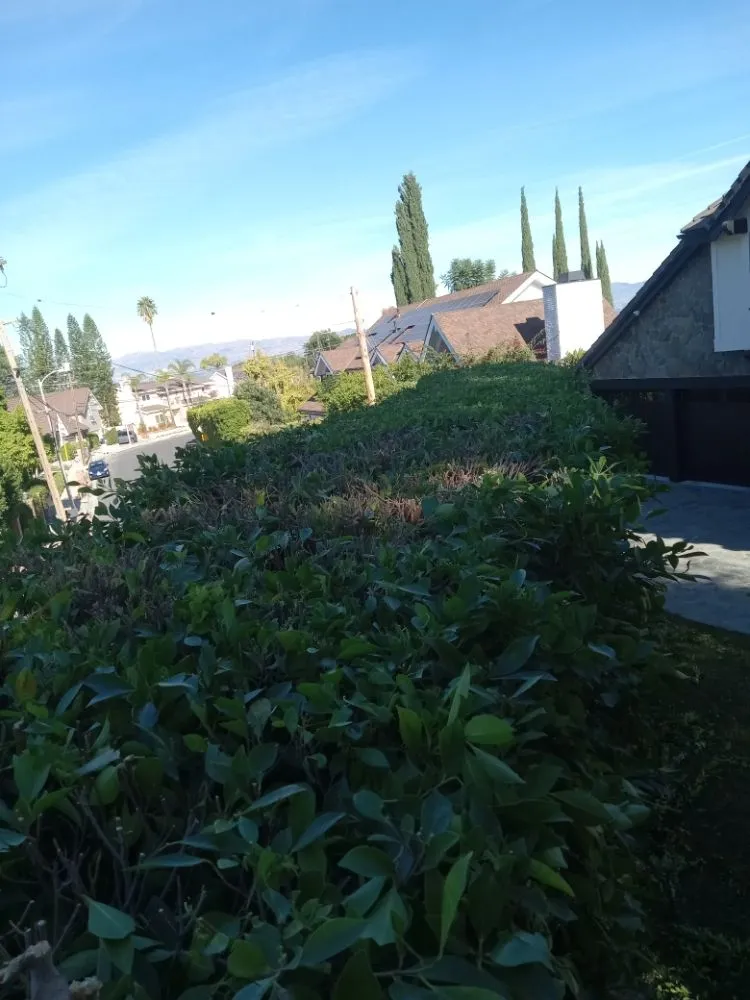 Local lawn mowing service in Canoga Park, CA - Ramiro's Tree Service