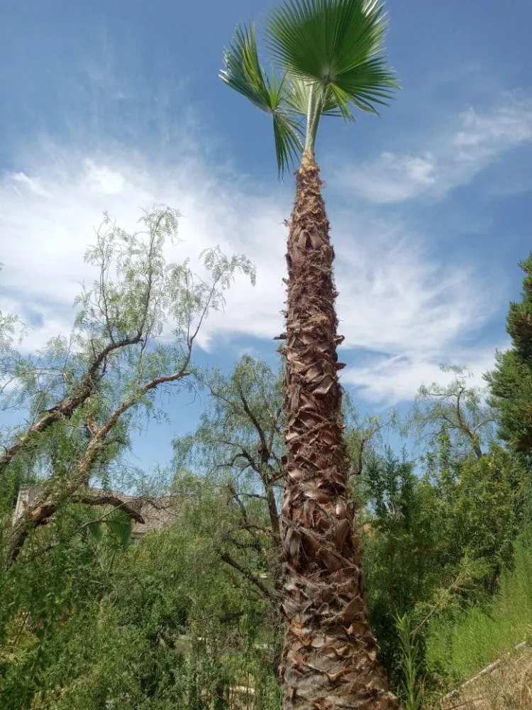 Custom residential landscaping for outdoor upgrades in Canoga Park, CA by Ramiro's Tree Service