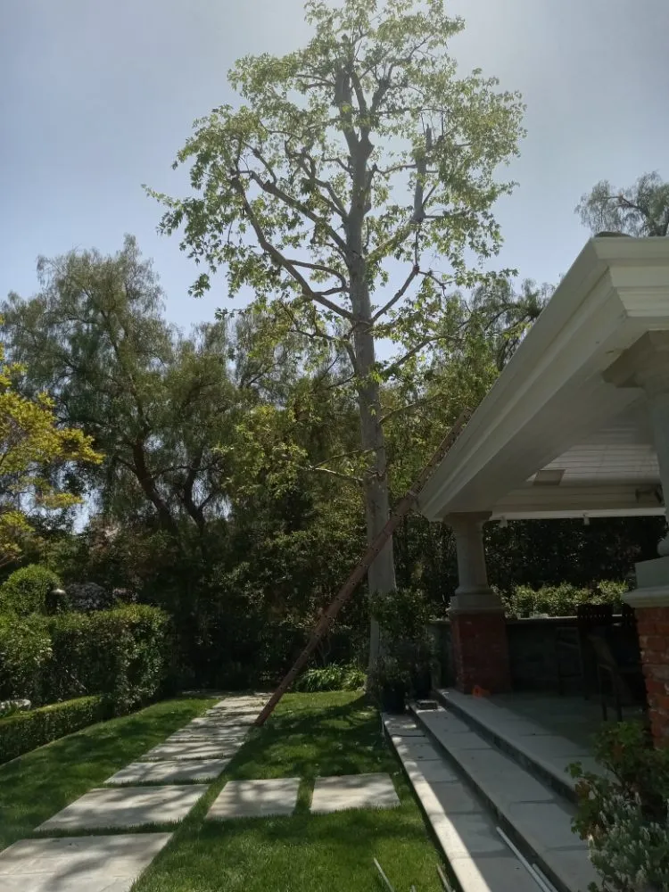 Trusted garden landscaping with custom design across Canoga Park, CA - Ramiro's Tree Service