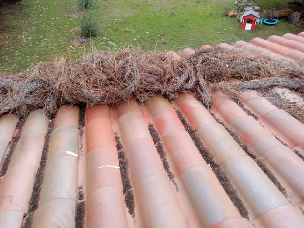 Expert landscape installation in Canoga Park, CA by Ramiro's Tree Service