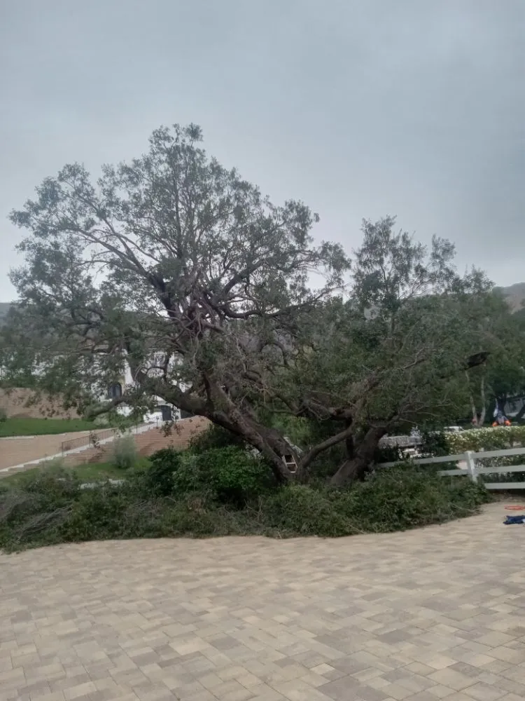 Trusted landscape installation in Canoga Park, CA by Ramiro's Tree Service