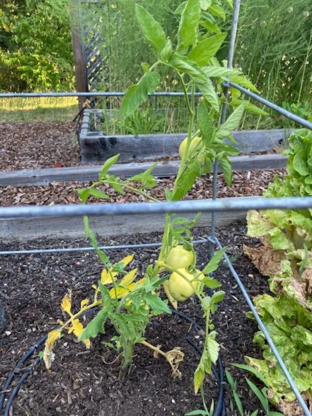 Custom garden landscaping in Santa Rosa, CA by Ramm Rock & Landscape Supply