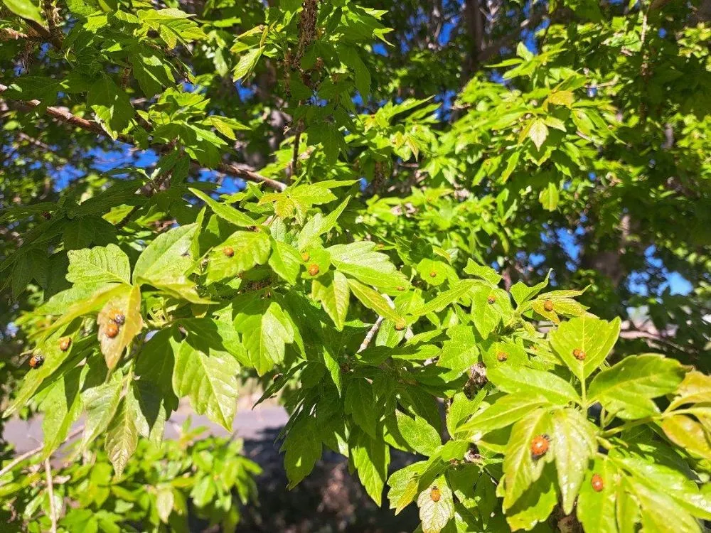 Affordable yard maintenance for year-round maintenance in Prescott, AZ by Rammscapes Landscaping