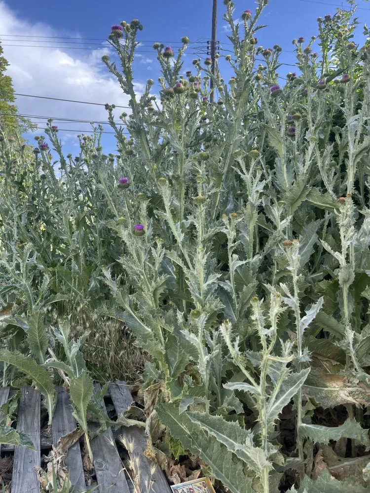 Professional lawn care service for year-round maintenance across Salt Lake City, UT - Ramón Rojas