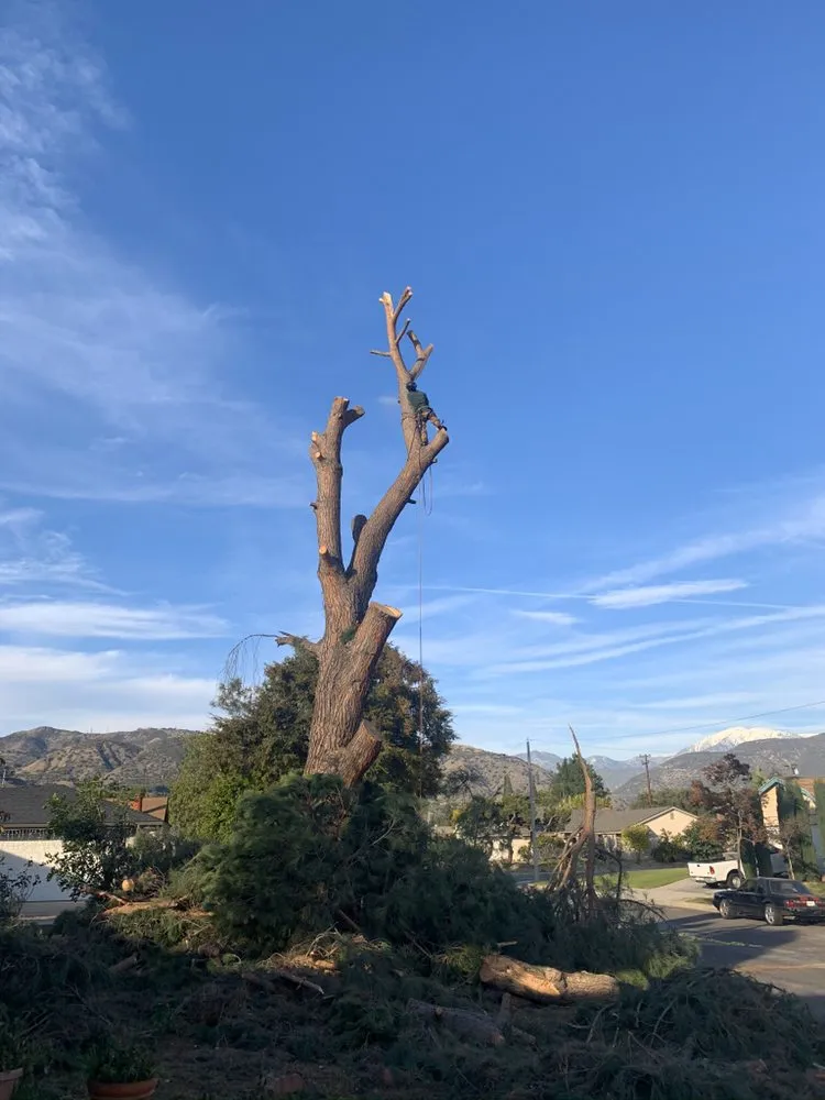 Top-rated garden landscaping experts serving Altadena, CA - Ramon’s Landscape And Tree Services