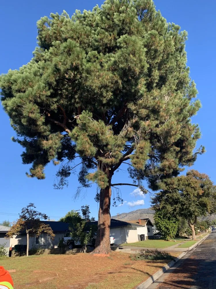 Affordable yard cleanup service in Altadena, CA - Ramon’s Landscape And Tree Services