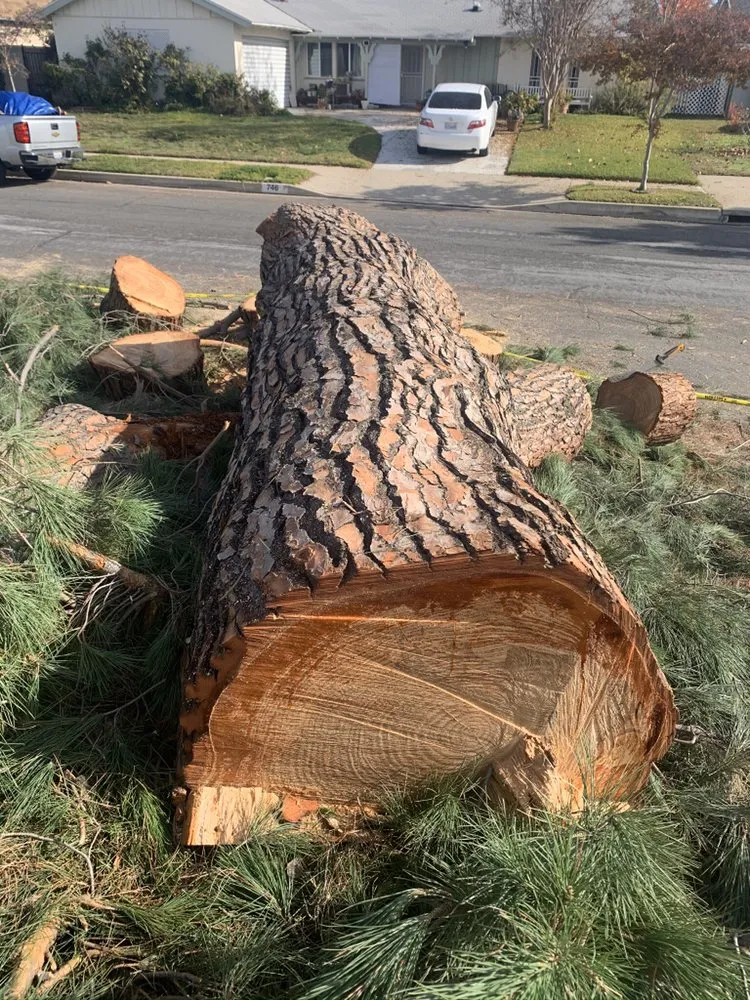 Top-rated lawn mowing service experts serving Altadena, CA - Ramon’s Landscape And Tree Services