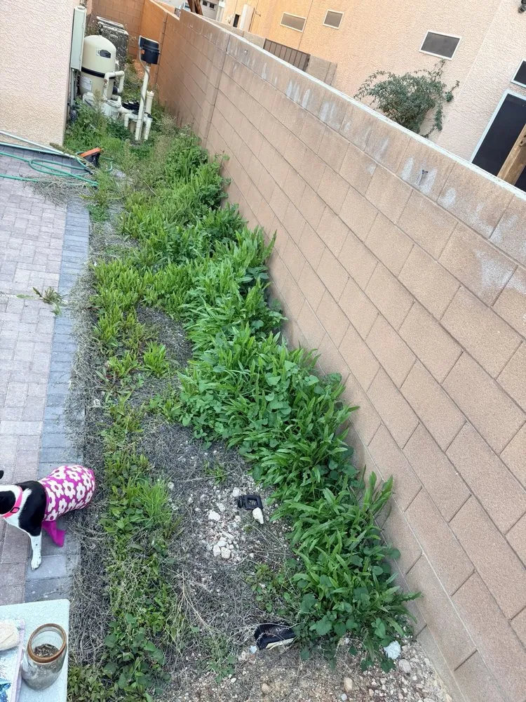 Affordable lawn mowing service in Las Vegas, NV by Ramon's Yard Maintenance