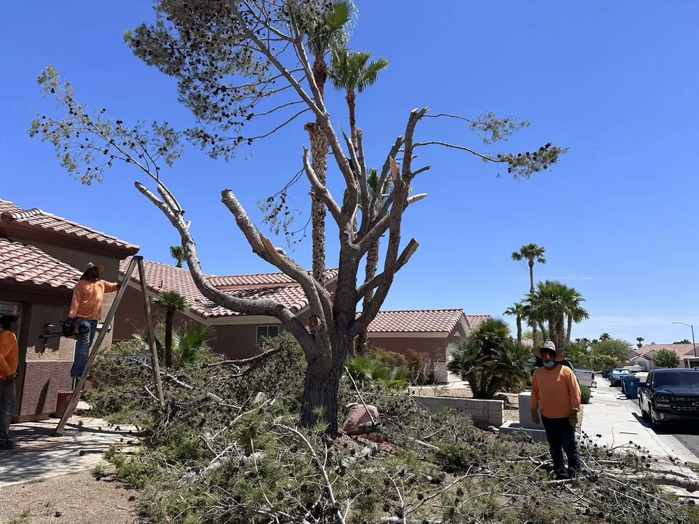 Custom yard maintenance in Las Vegas, NV by Ramon's Yard Maintenance