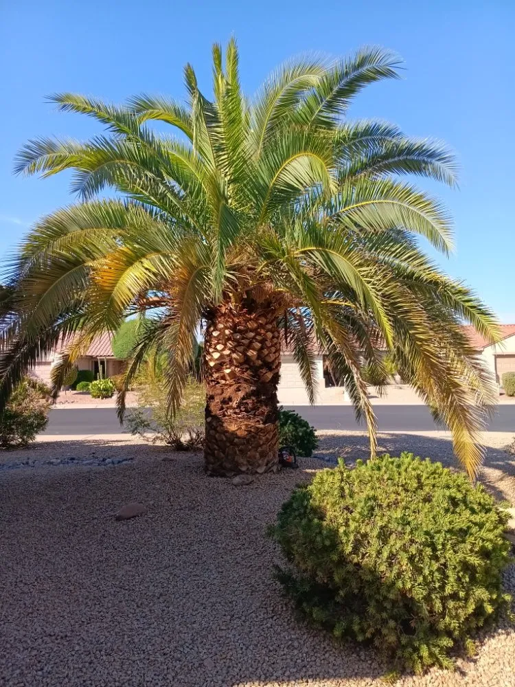 Custom lawn mowing service for residential properties in Peoria, AZ by Ramos Arizona Landscaping