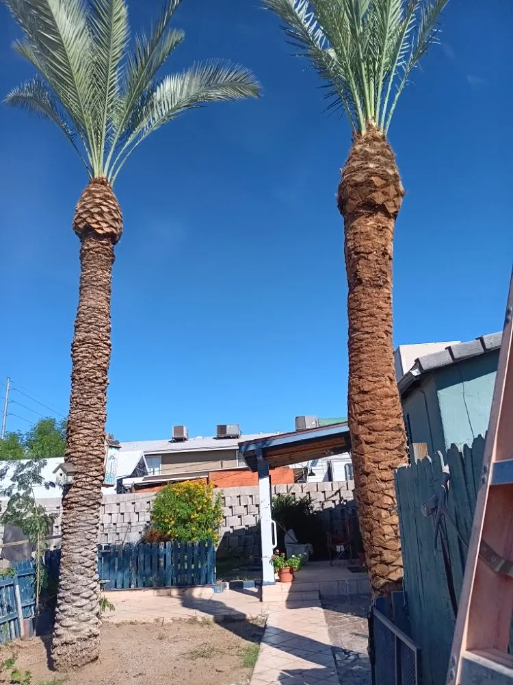 Reliable lawn care service with custom design in Peoria, AZ by Ramos Arizona Landscaping