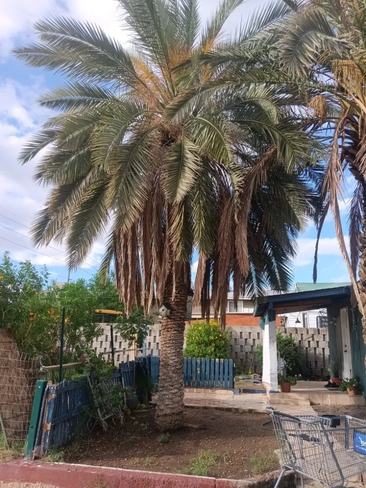 Custom residential landscaping in Peoria, AZ by Ramos Arizona Landscaping