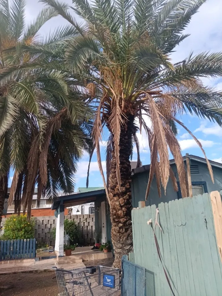 Custom landscaping services for homes in Peoria, AZ by Ramos Arizona Landscaping