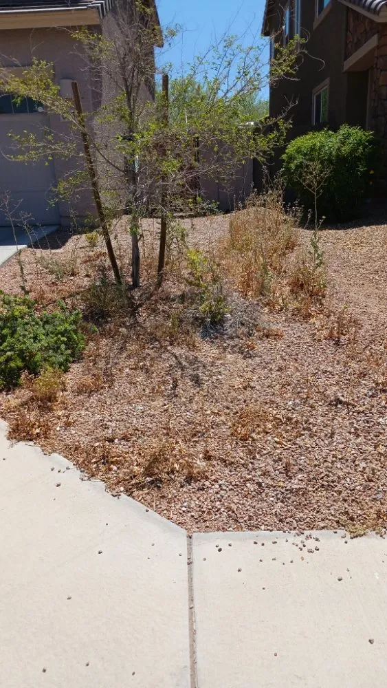 Custom outdoor landscaping with custom design in Peoria, AZ by Ramos Arizona Landscaping