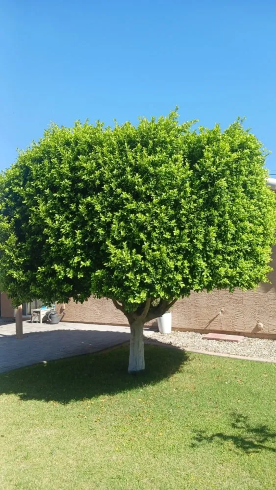 Local landscape design in Peoria, AZ - Ramos Arizona Landscaping