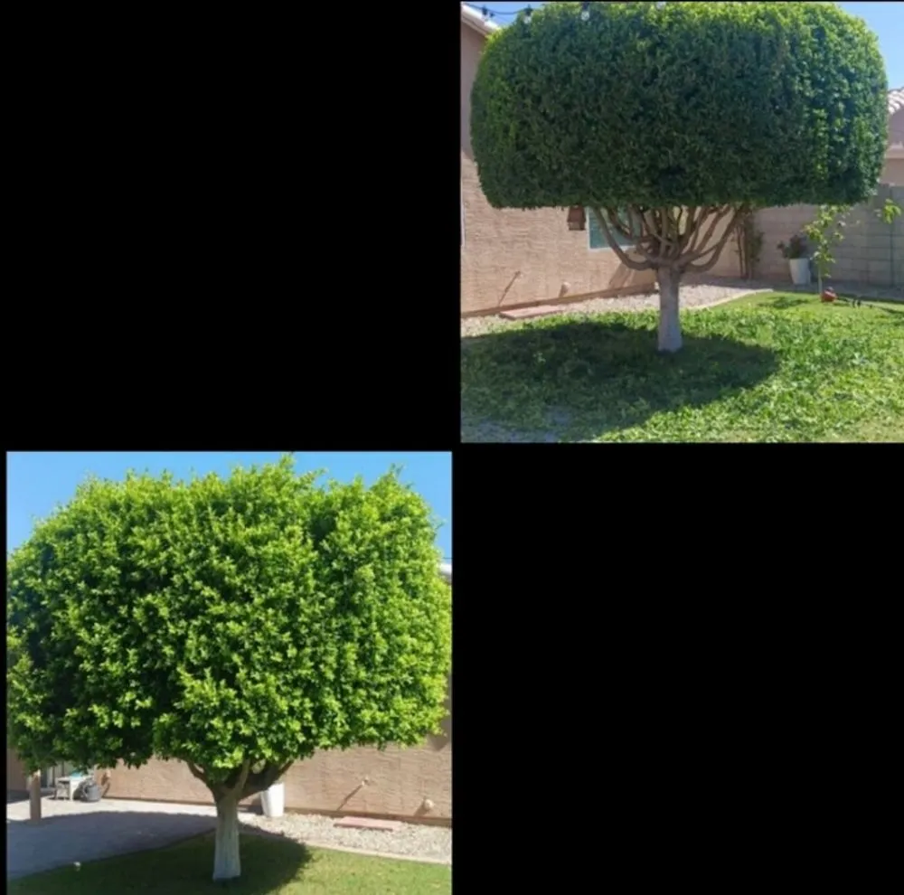 Custom lawn mowing service in Peoria, AZ by Ramos Arizona Landscaping