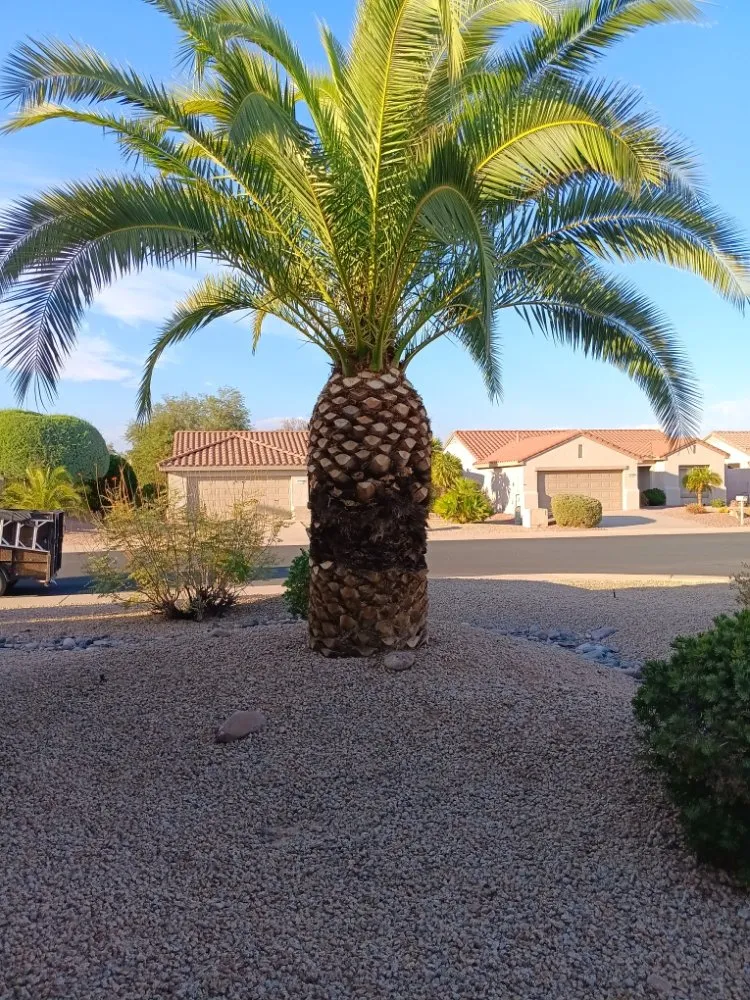 Professional garden landscaping for outdoor upgrades in Peoria, AZ by Ramos Arizona Landscaping