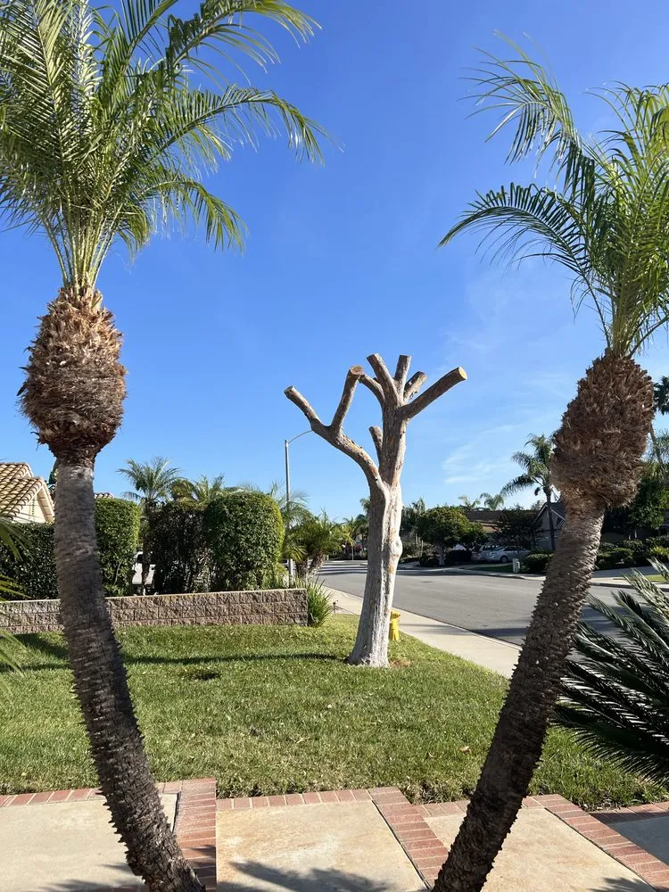 Top-rated lawn mowing service for beautiful yards in Camp Pendleton North, CA by Ramos Construction