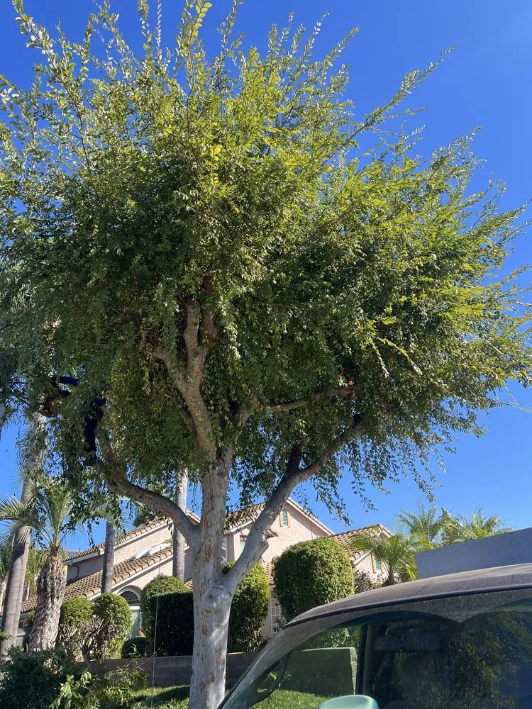 Custom lawn mowing service in Camp Pendleton North, CA by Ramos Construction