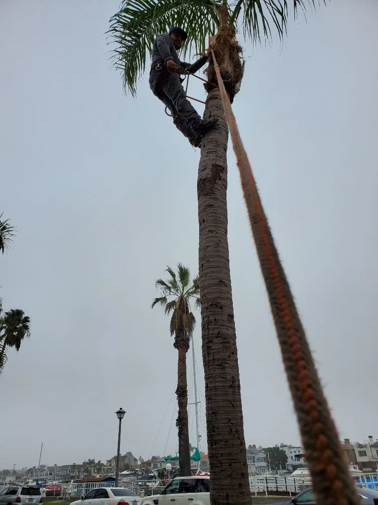 Trusted lawn care service in Long Beach, CA - Ramos Gardening