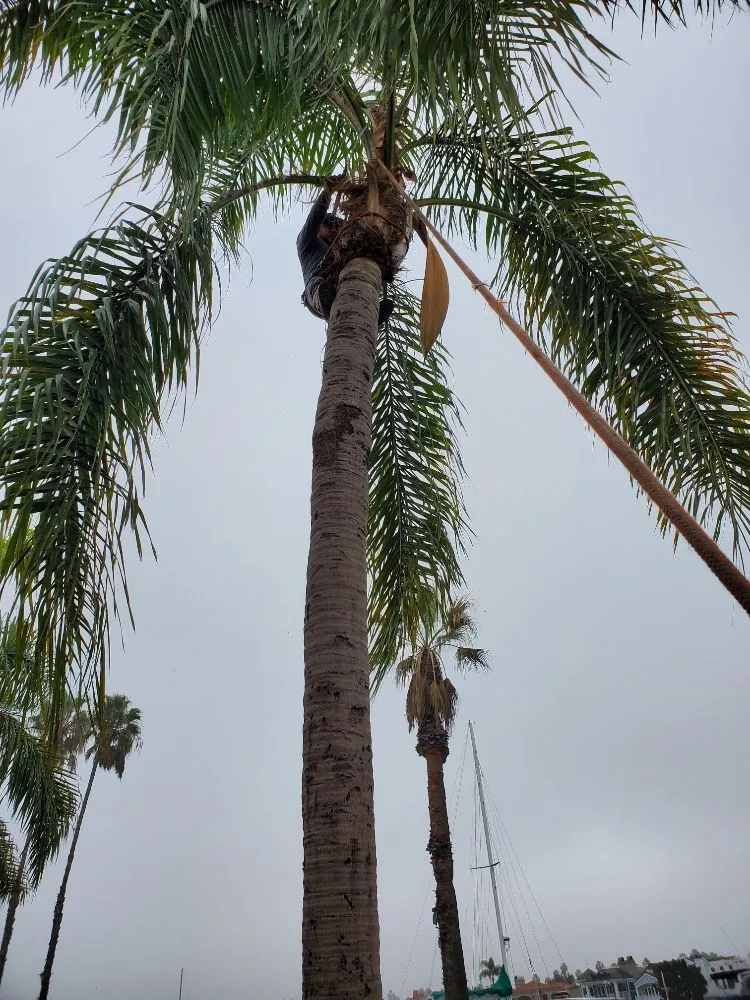 Local lawn mowing service for beautiful yards across Long Beach, CA - Ramos Gardening