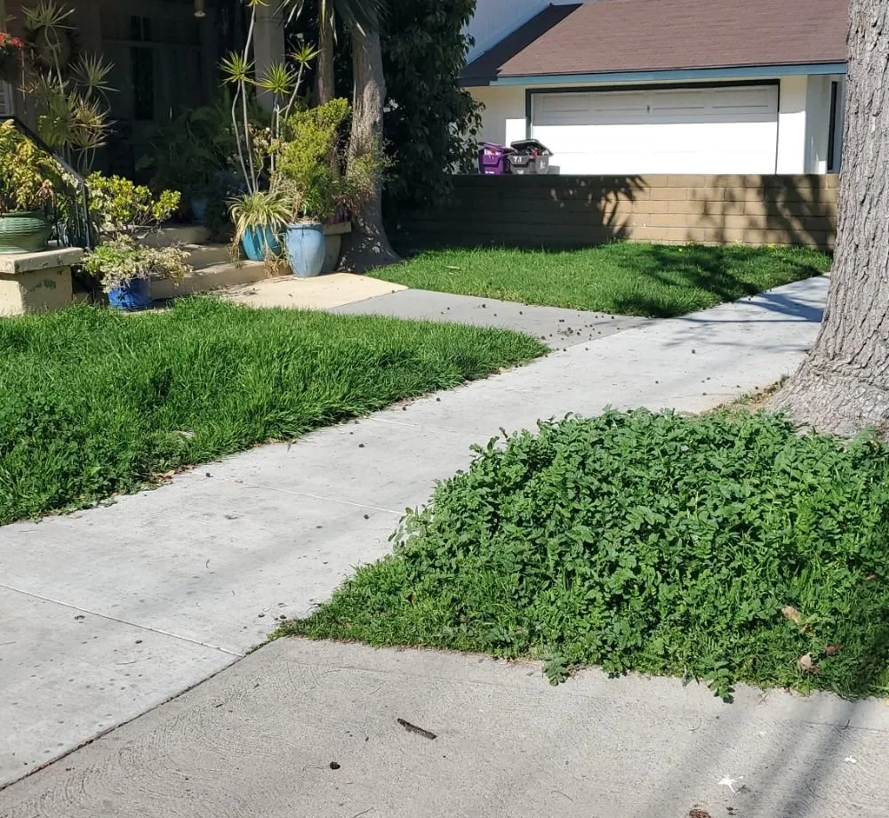Local yard maintenance in Long Beach, CA by Ramos Gardening
