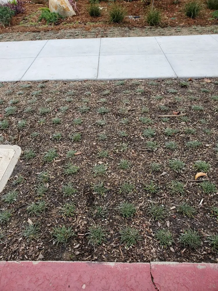 Expert residential landscaping for beautiful yards in Long Beach, CA by Ramos Gardening