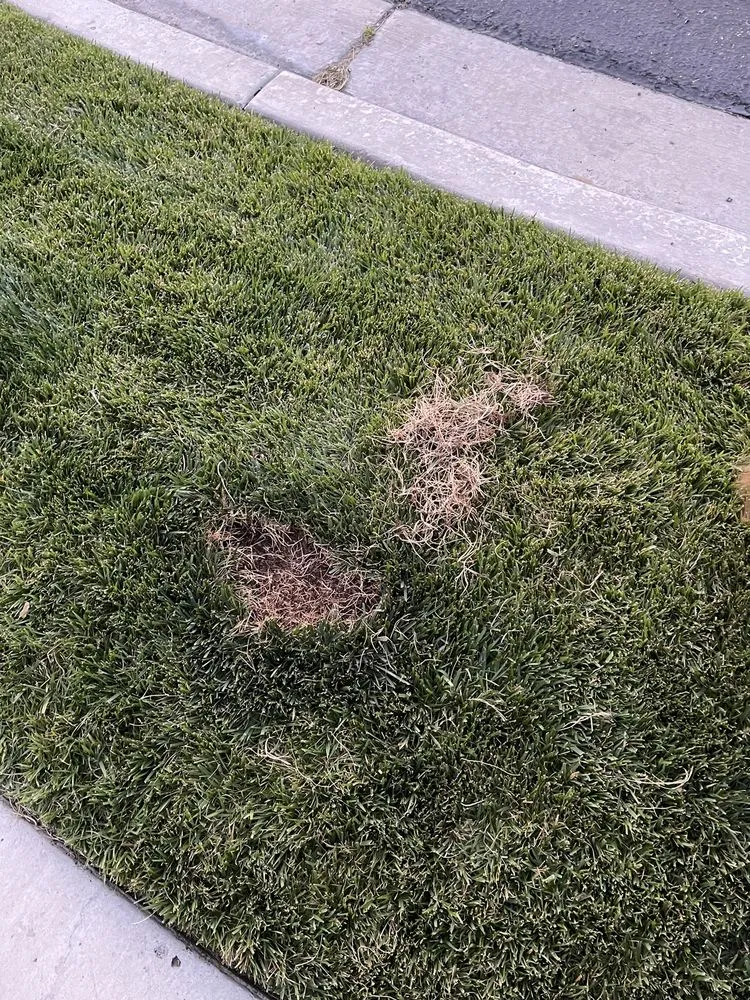 Affordable lawn mowing service in San Juan Capistrano, CA - Ramos Gardens