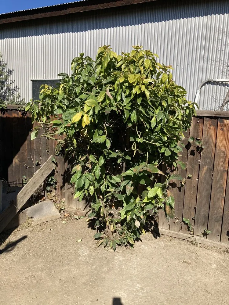 Expert lawn care service for beautiful yards across San Jose, CA - Ramos Jr Landscaping.