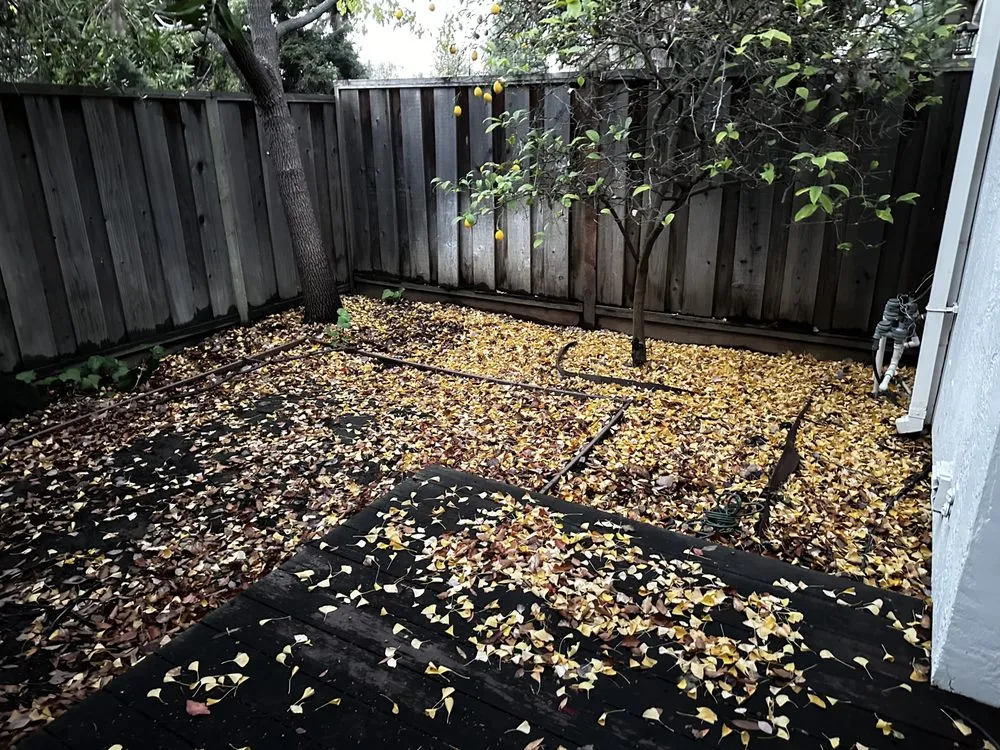 Professional lawn care service in San Jose, CA - Ramos Jr Landscaping.