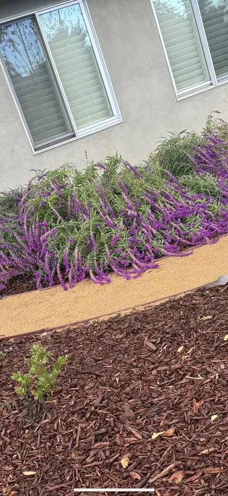 Top-rated yard maintenance near you in San Jose, CA by Ramos Landscaping Contractor