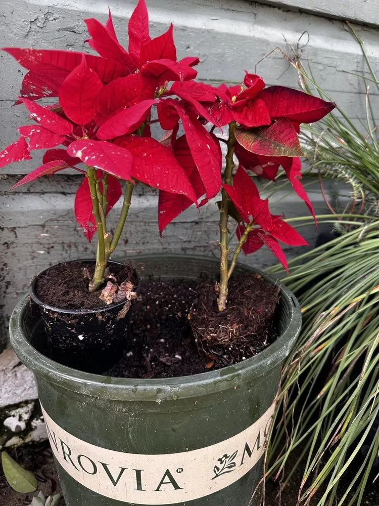 Custom yard cleanup service for year-round maintenance across San Jose, CA - Ramos Landscaping Contractor